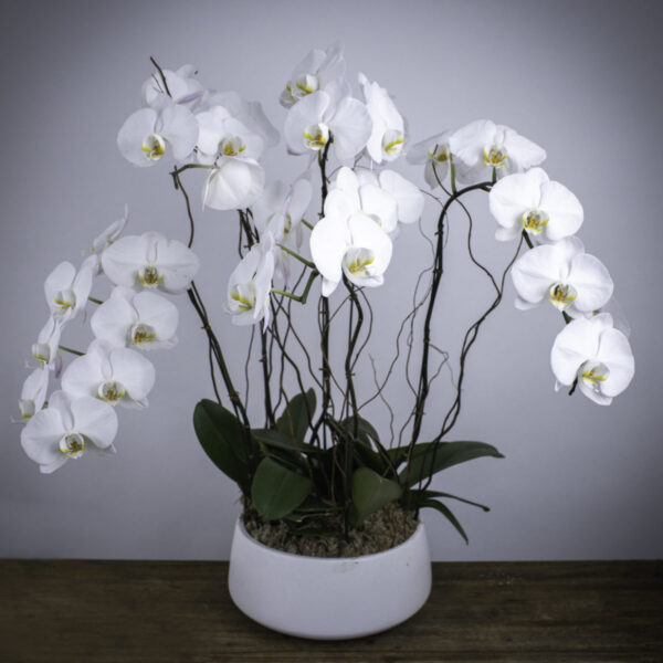 Orchids